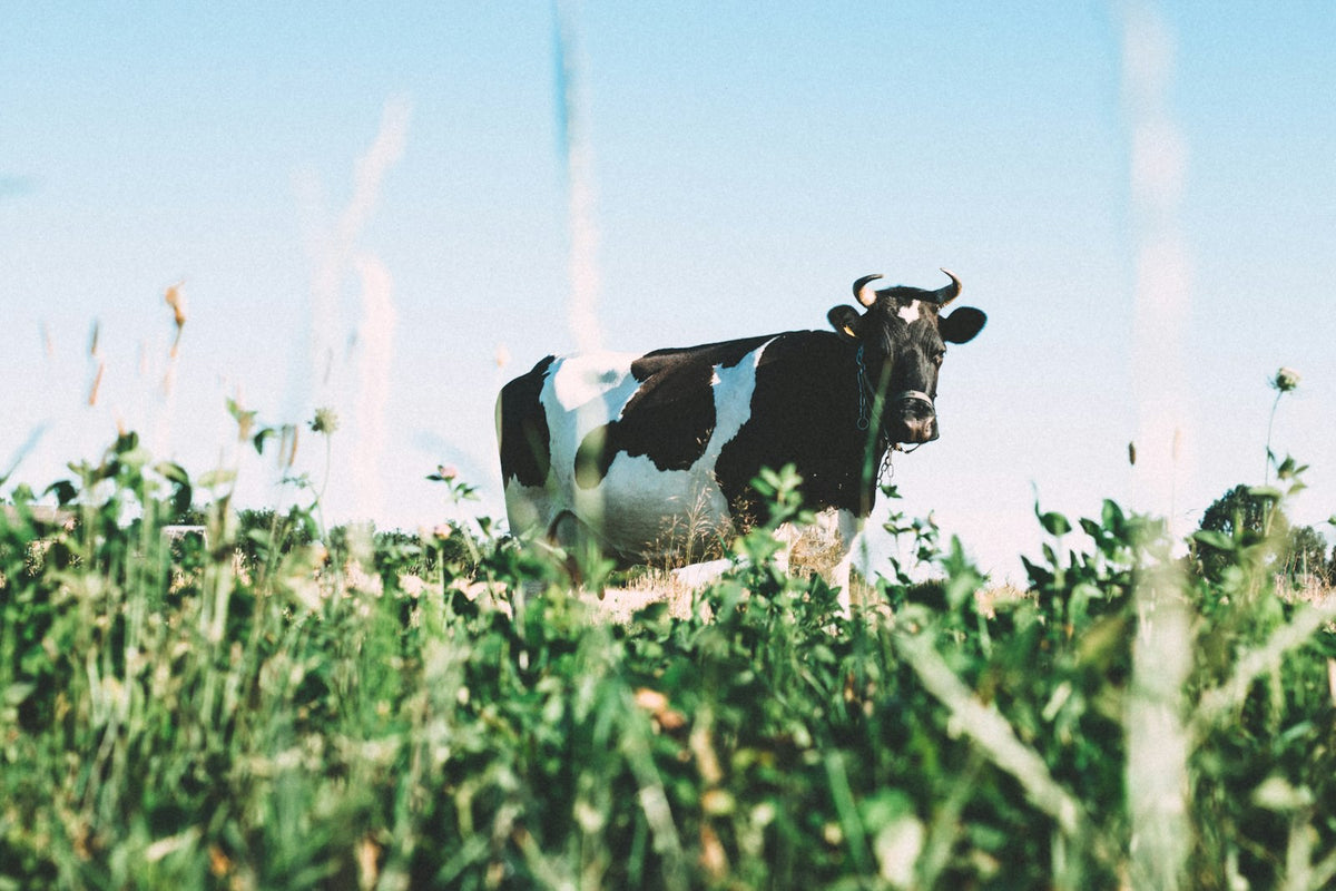 A black and white cow standing in tall grass