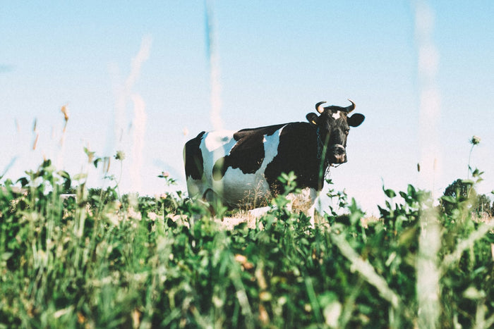 A black and white cow standing in tall grass