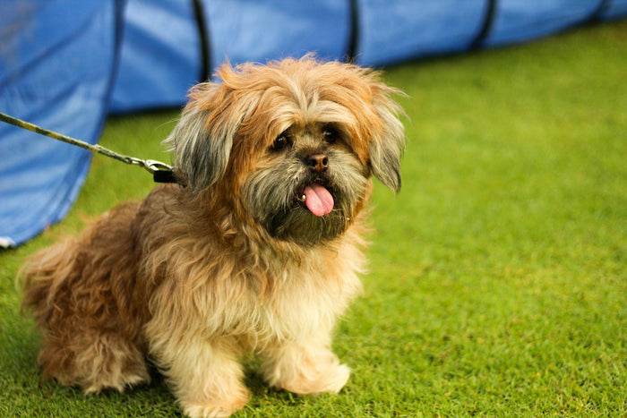 A small long-haired brown dog on a lead, sitting on grass with its tongue out