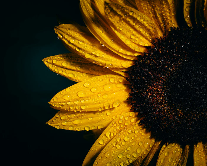 Close-up of a sunflower head with water drops on its yellow petals, against a dark background