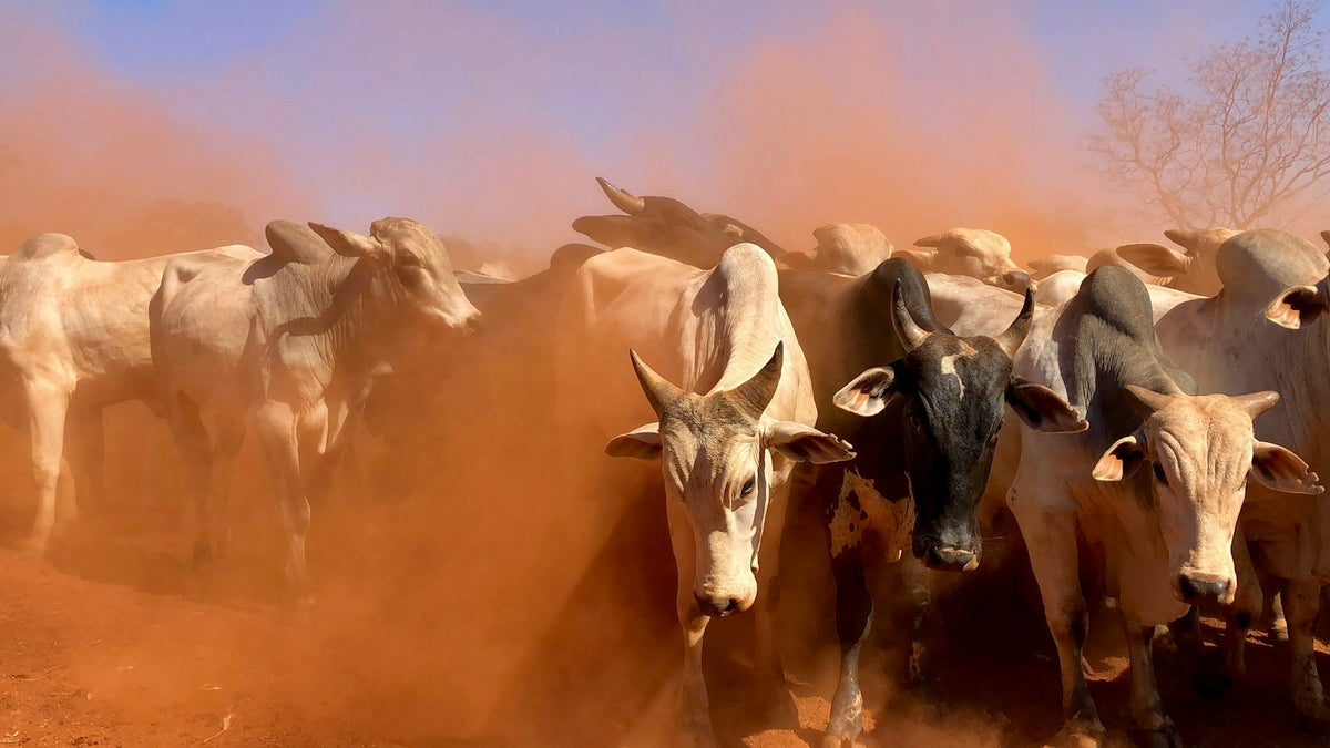 A herd of zebu cattle walking through dust