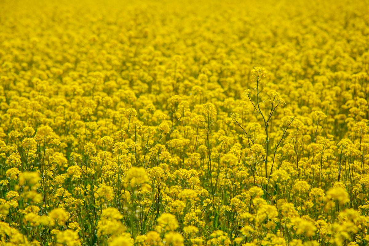 A field of yellow mustard flowers
