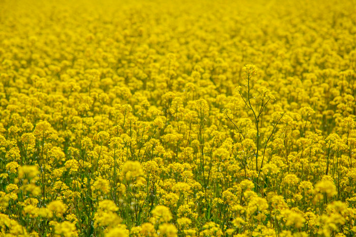 A field of yellow mustard flowers