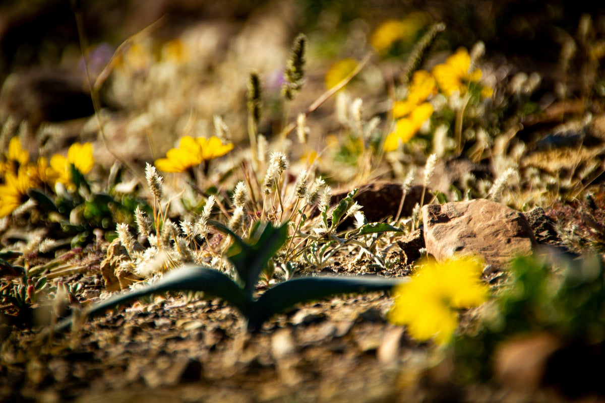 Small yellow daisy-like flowers and pale fluffy grass heads growing low among stones on dry brown ground, in shallow focus