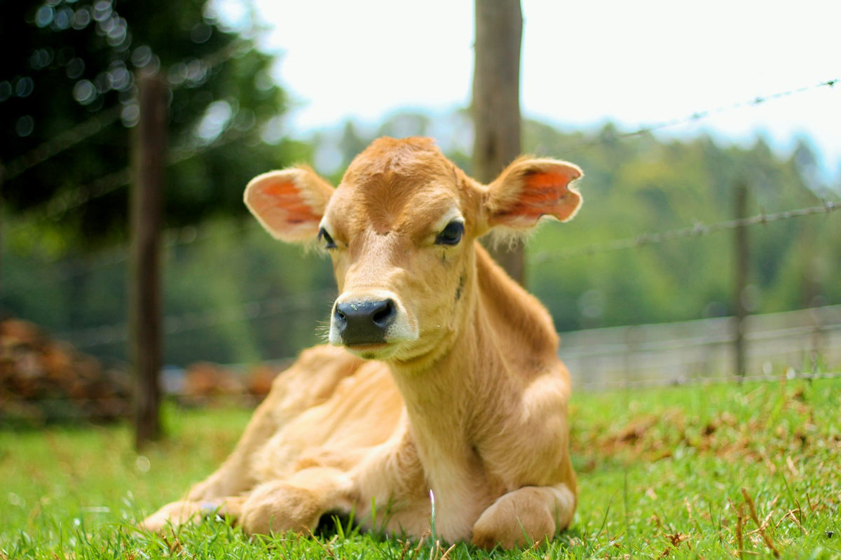 A tan calf lying in grass