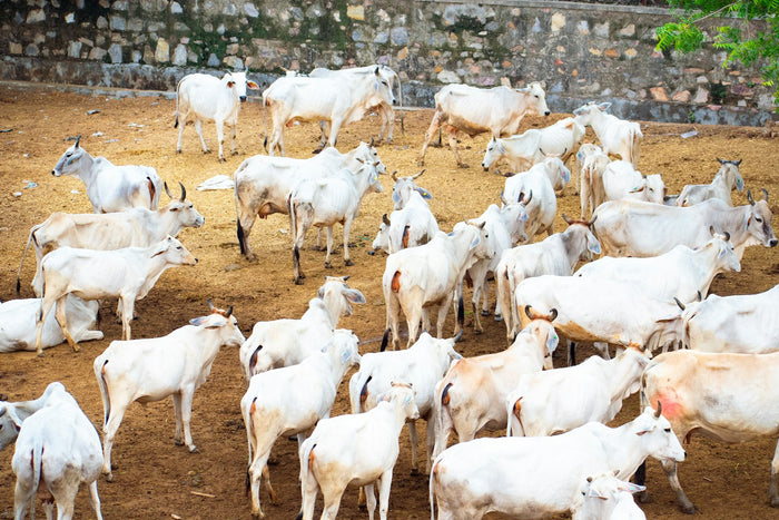 A herd of white zebu cattle in a pen