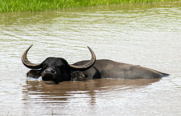 A water buffalo wallowing in a muddy pond