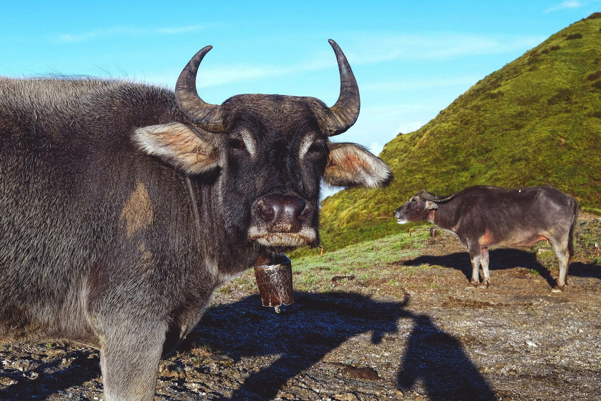 Water buffaloes on a green hillside