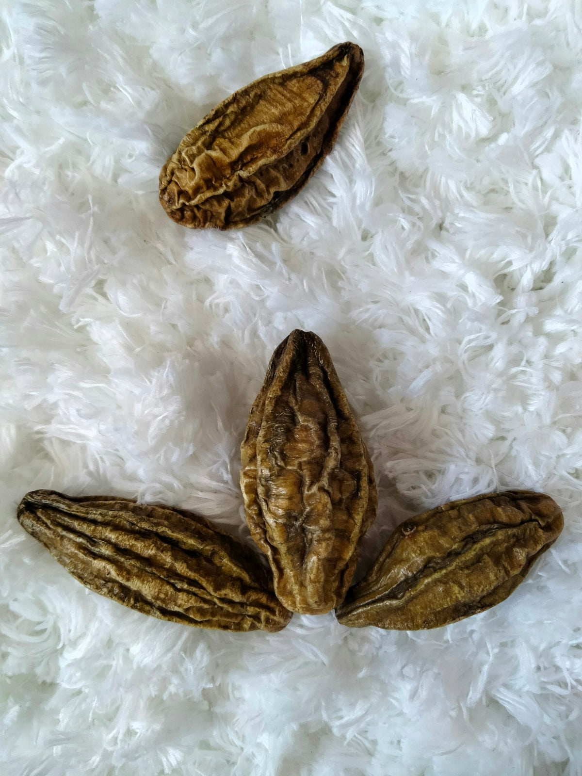 Four dried, ridged brown haritaki fruits laid out on a white fluffy fabric, seen from above