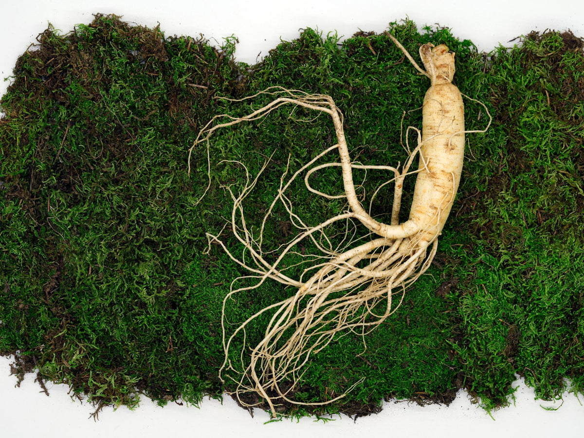 A pale, freshly dug root with a thick body and long thin rootlets laid on a bed of green moss