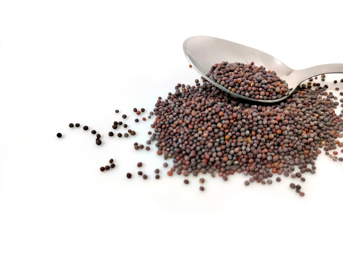 A spoon of black mustard seeds