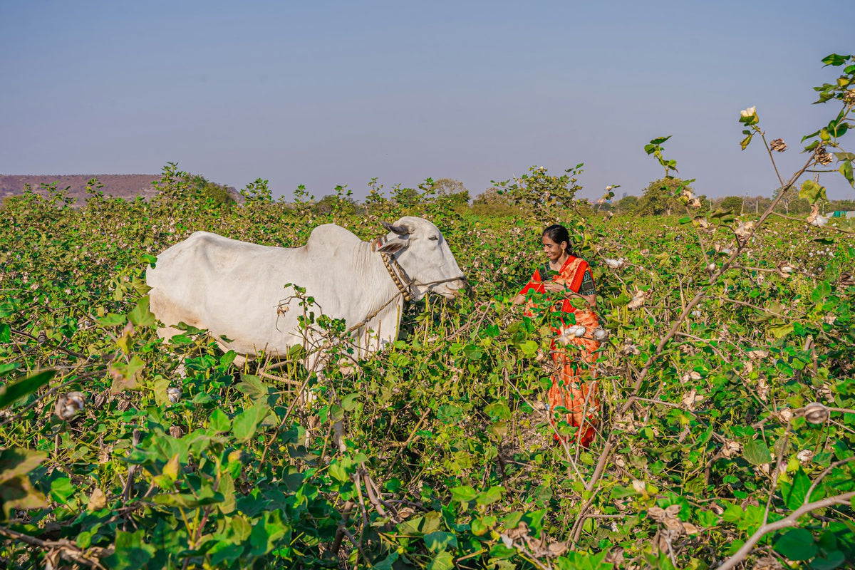 A white cow in a cotton field