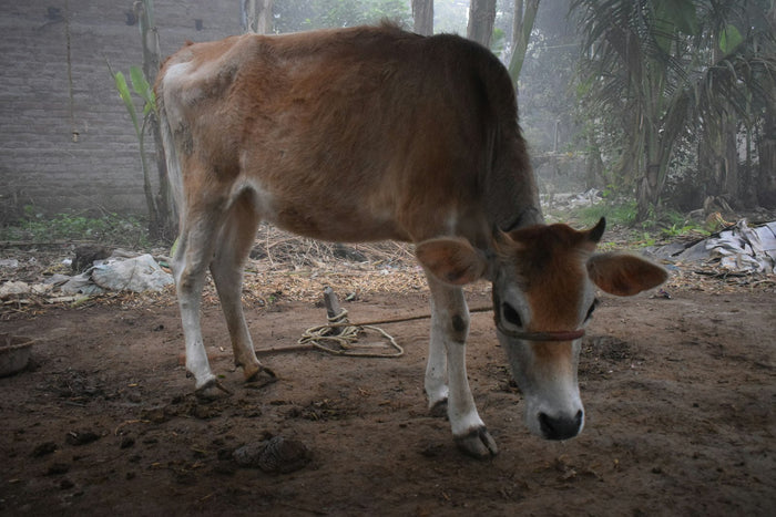 A brown zebu cow in morning mist