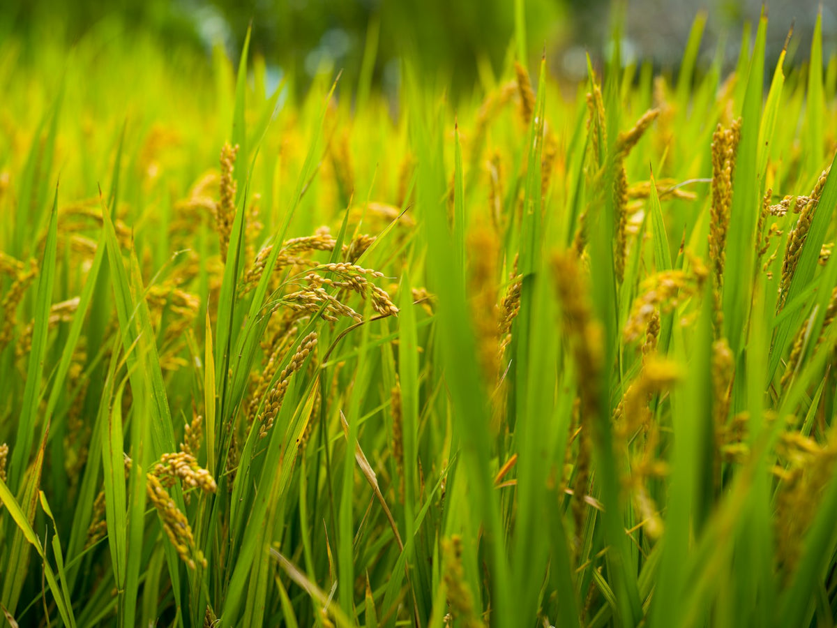 Rice plants with ripening golden grain heads among green leaves in a paddy