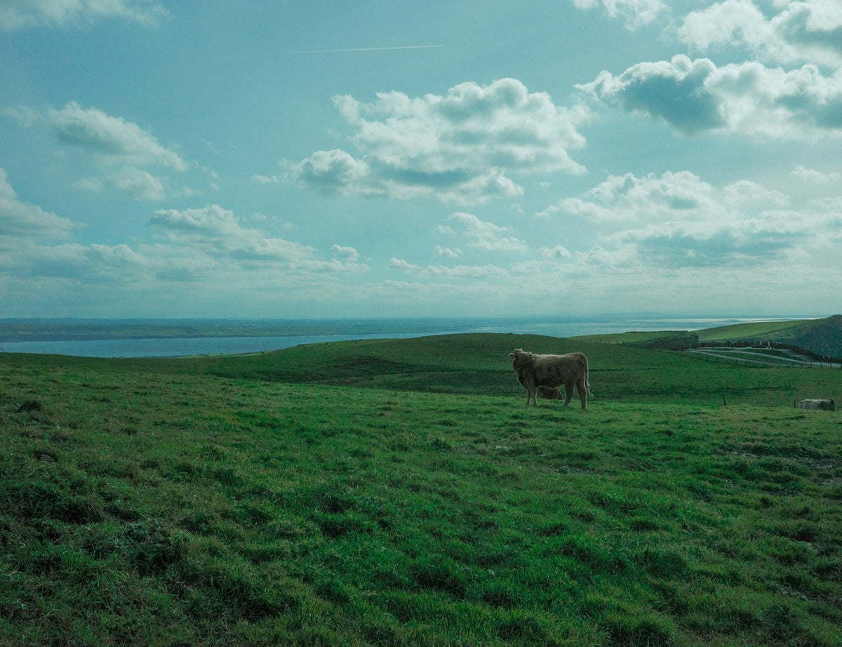 A single cow in a green meadow under a cloudy sky