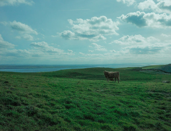 A single cow in a green meadow under a cloudy sky