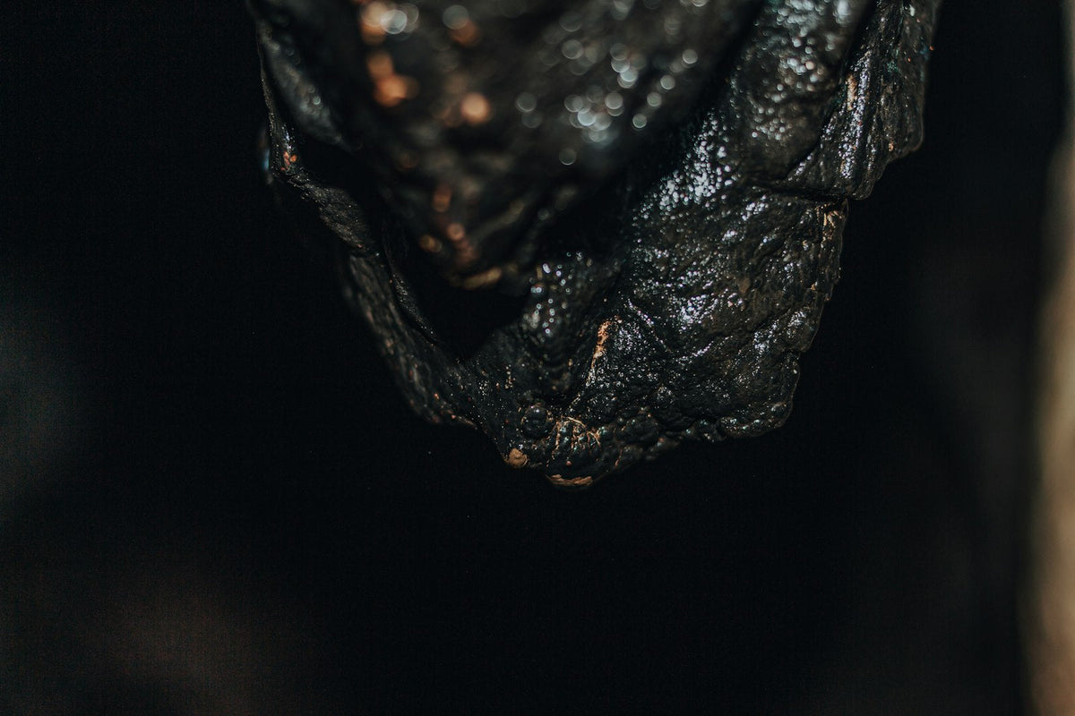 Dark, glossy shilajit resin on a rock surface