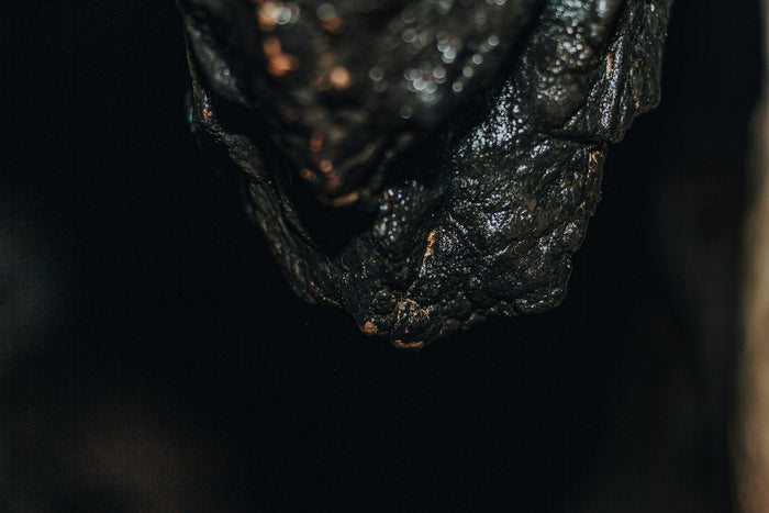 Dark, glossy shilajit resin on a rock surface