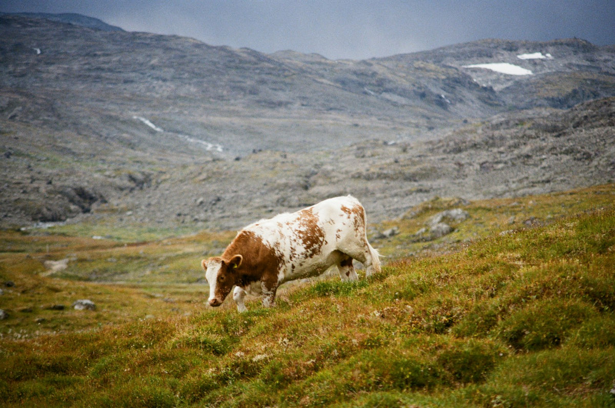 A cow grazing on a rocky mountain slope