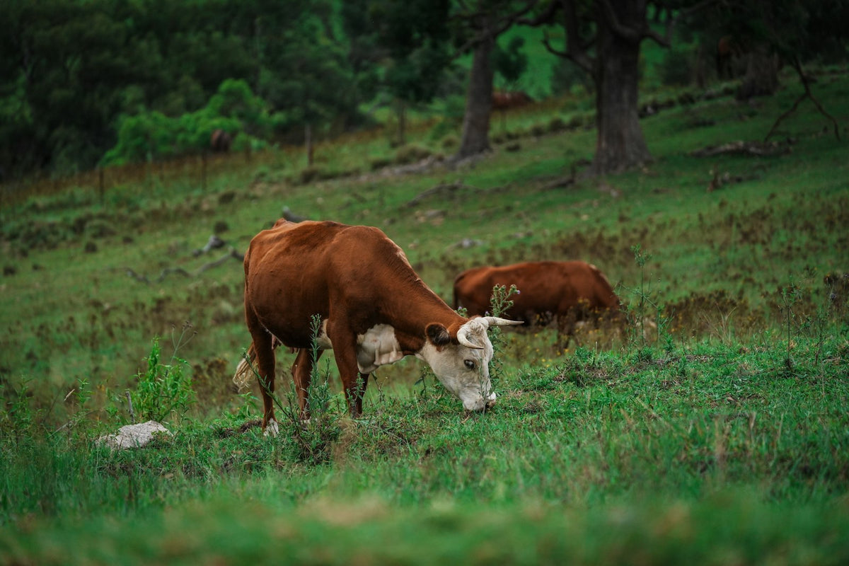 A cow and her calf grazing under trees