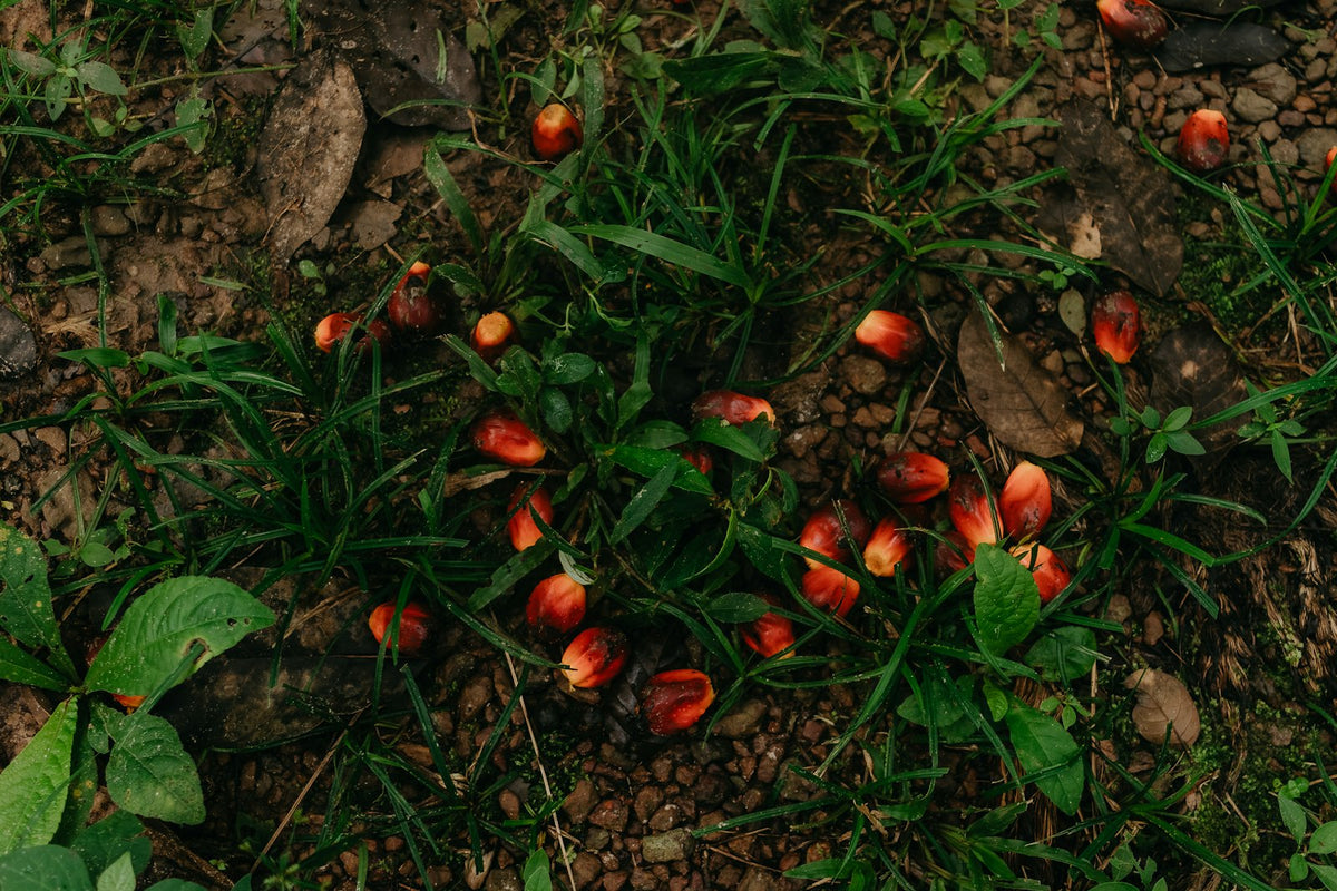 Red oil-palm fruits lying on the ground