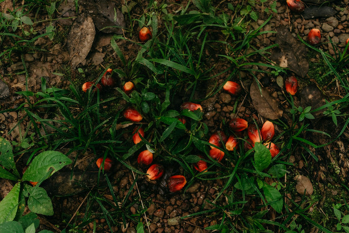 Red oil-palm fruits lying on the ground