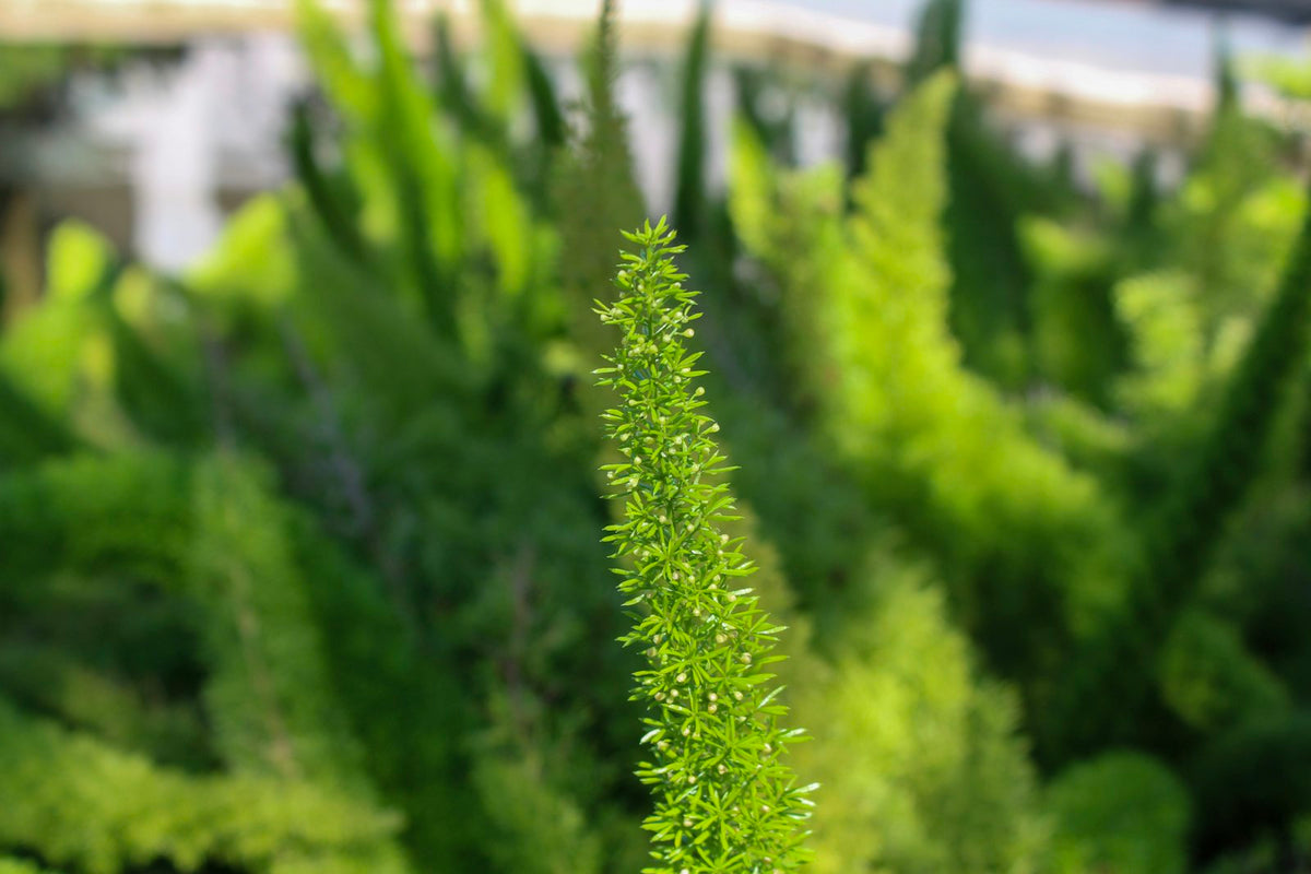 A single upright asparagus fern frond with fine needle-like leaves in sharp focus against blurred green foliage