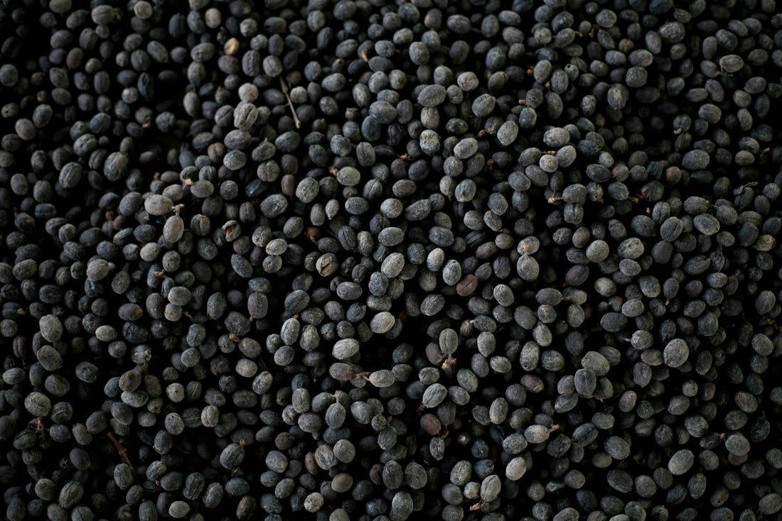 Black soybeans filling the frame